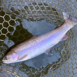ちょっと渋いけど釣れたぞ！ 大安トラウトレイク